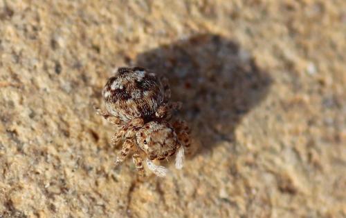 Aelurillus sp.